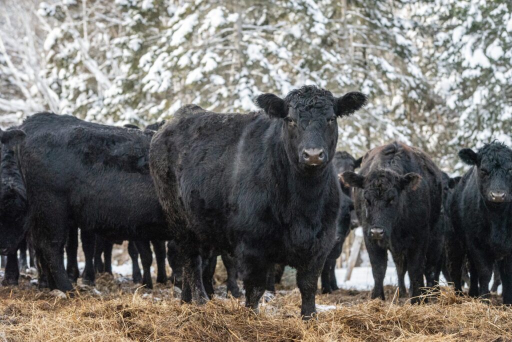 Group of black angus heifers outside in winter pasture