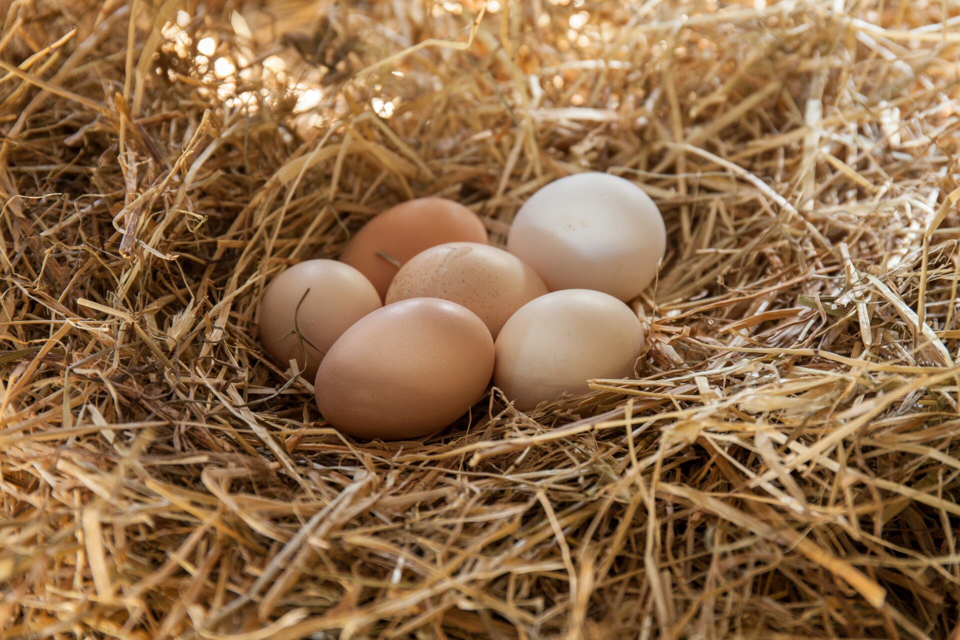 Fresh eggs on a straw in chicken coop