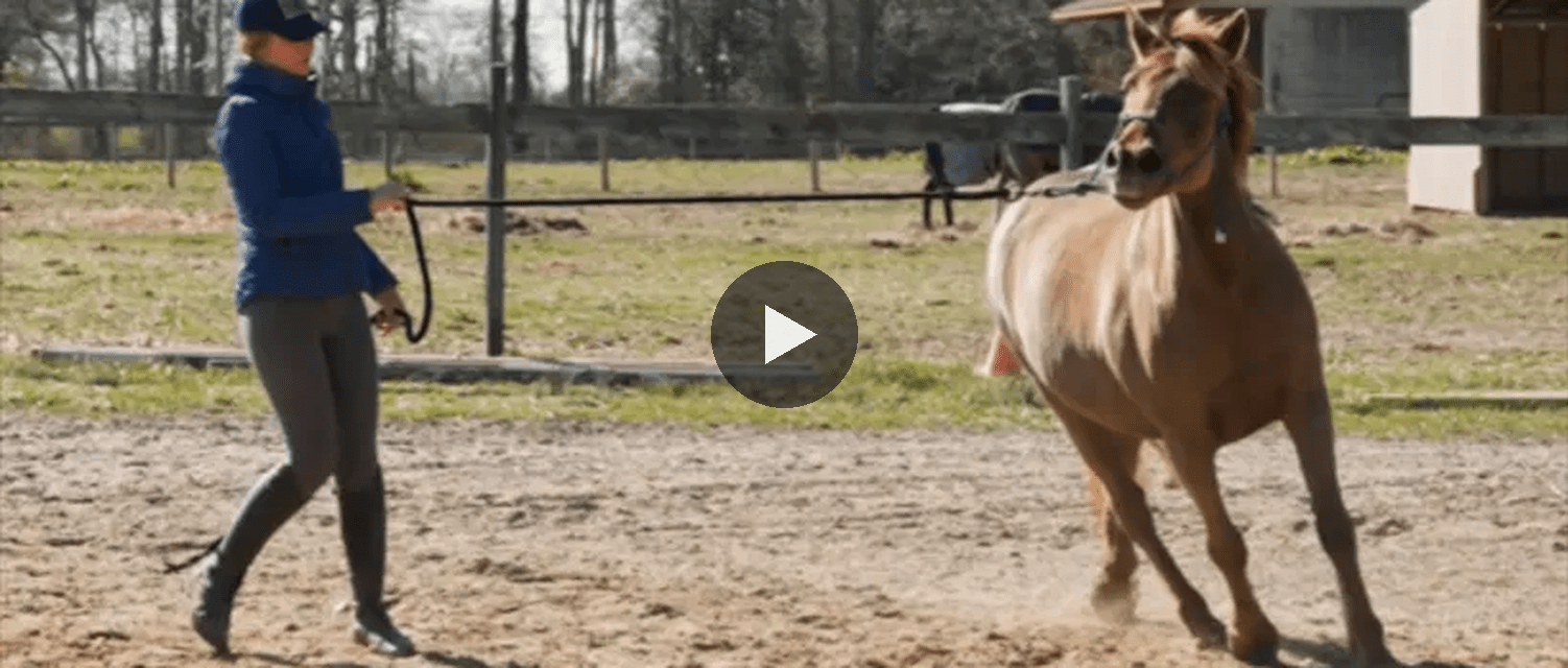 Handler with horse