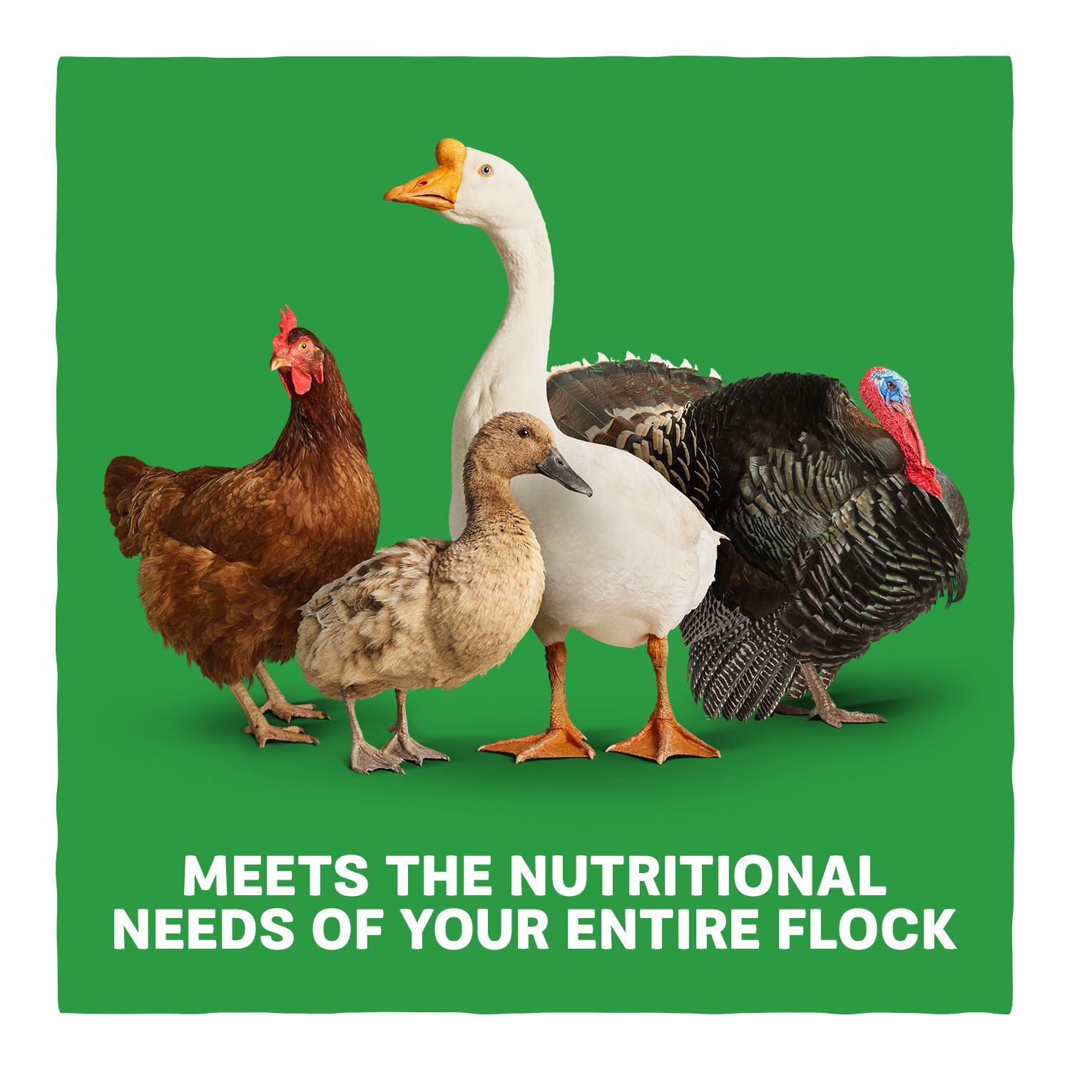 Home Fresh Multi-Flock Breeder