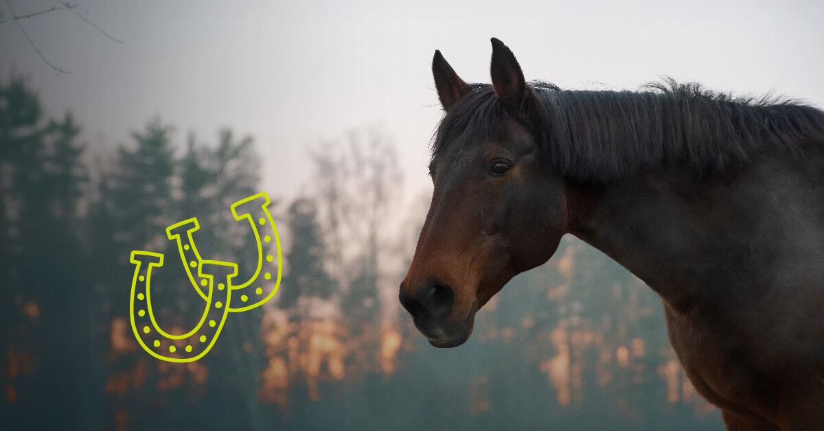 The_Horse_Infographic-03