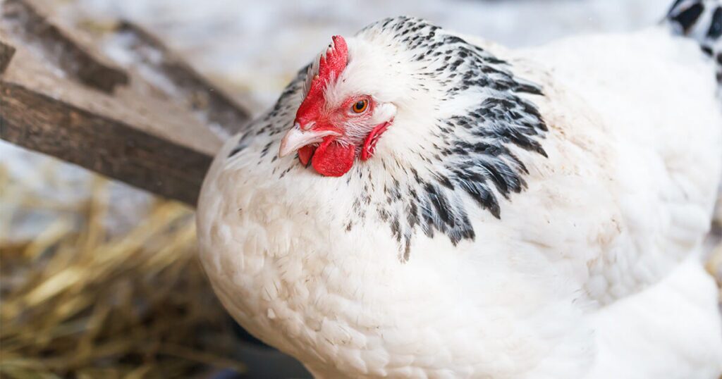 A hen laying an egg in a coop