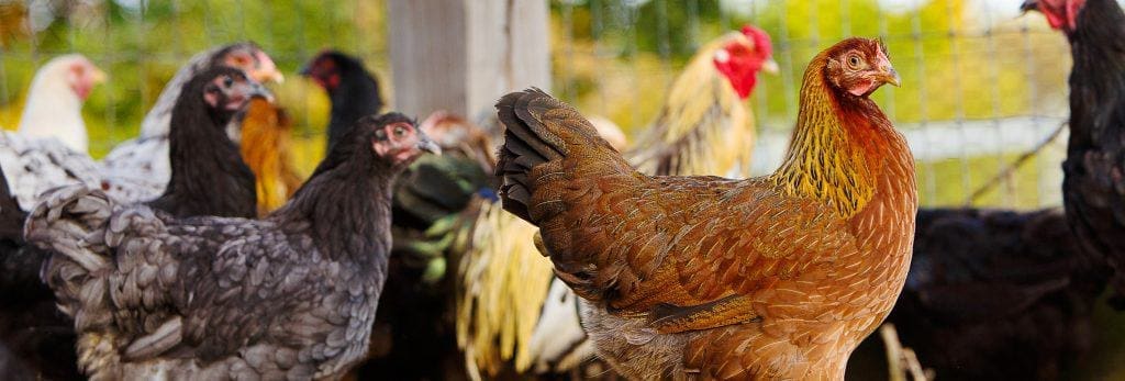 species-page-poultry_header