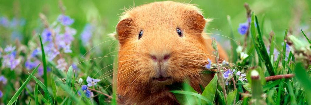 species-page-small-mammal_header
